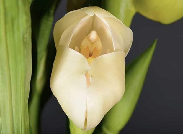 A Anguloa uniflora é conhecida popularmente como orquídea bebê no berço (Foto: Solitary / Reprodução)