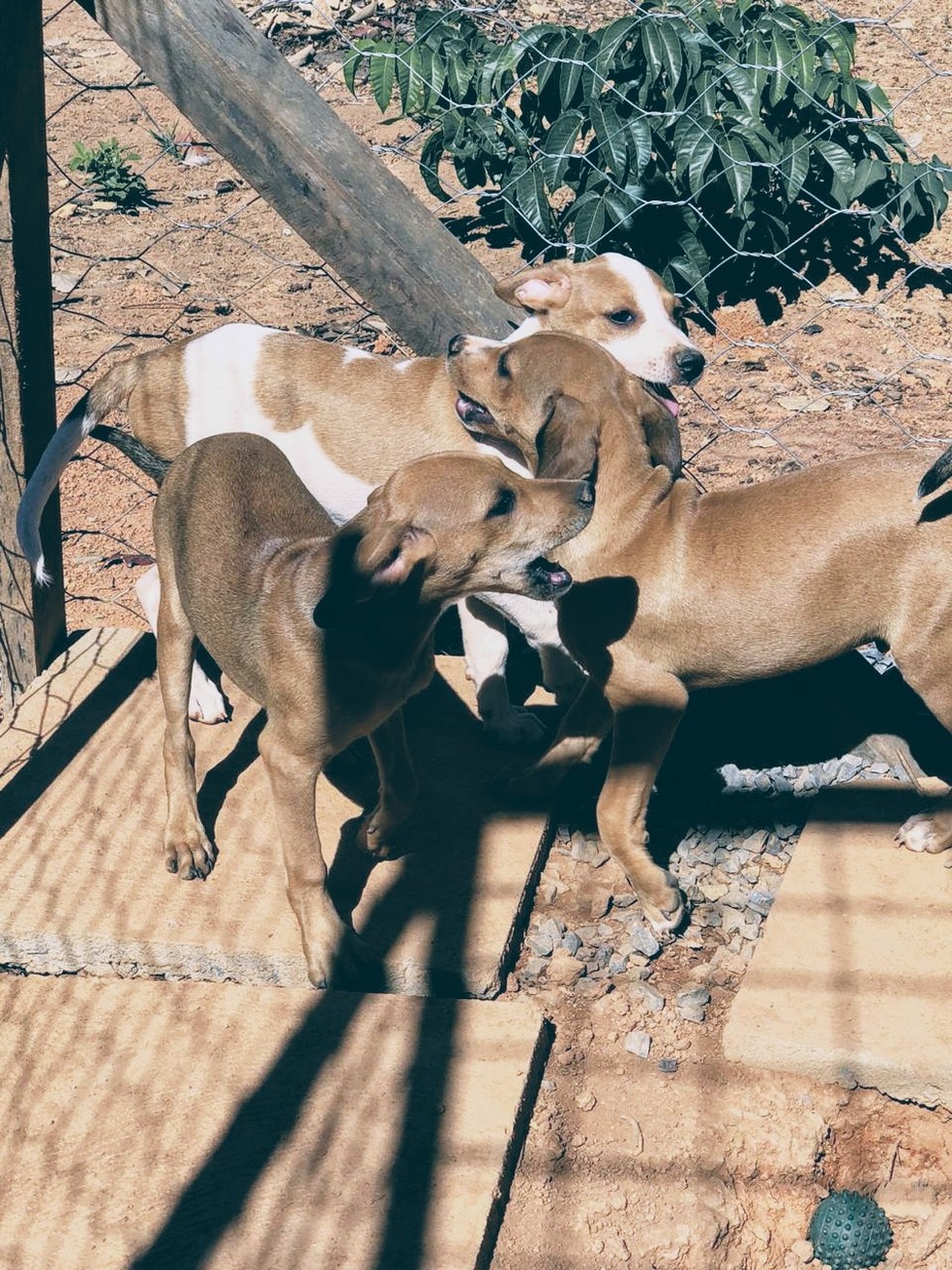 Mais de 600 animais já foram resgatados pela ONG Apelo Canino — Foto: Apelo Canino/ Divulgação
