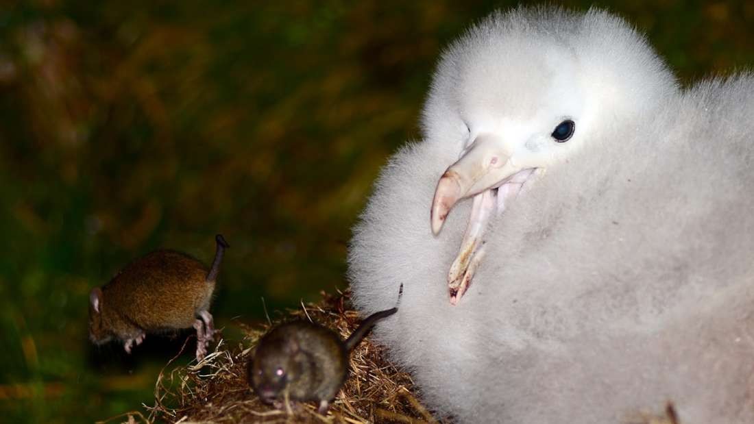 O rato gigante que ameaça de extinção espécie de albatroz - BBC