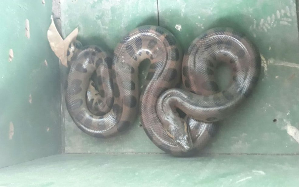 Cobra foi resgatada e devolvida ao habitat natural  (Foto: Divulga&ccedil;&atilde;o/SSP)