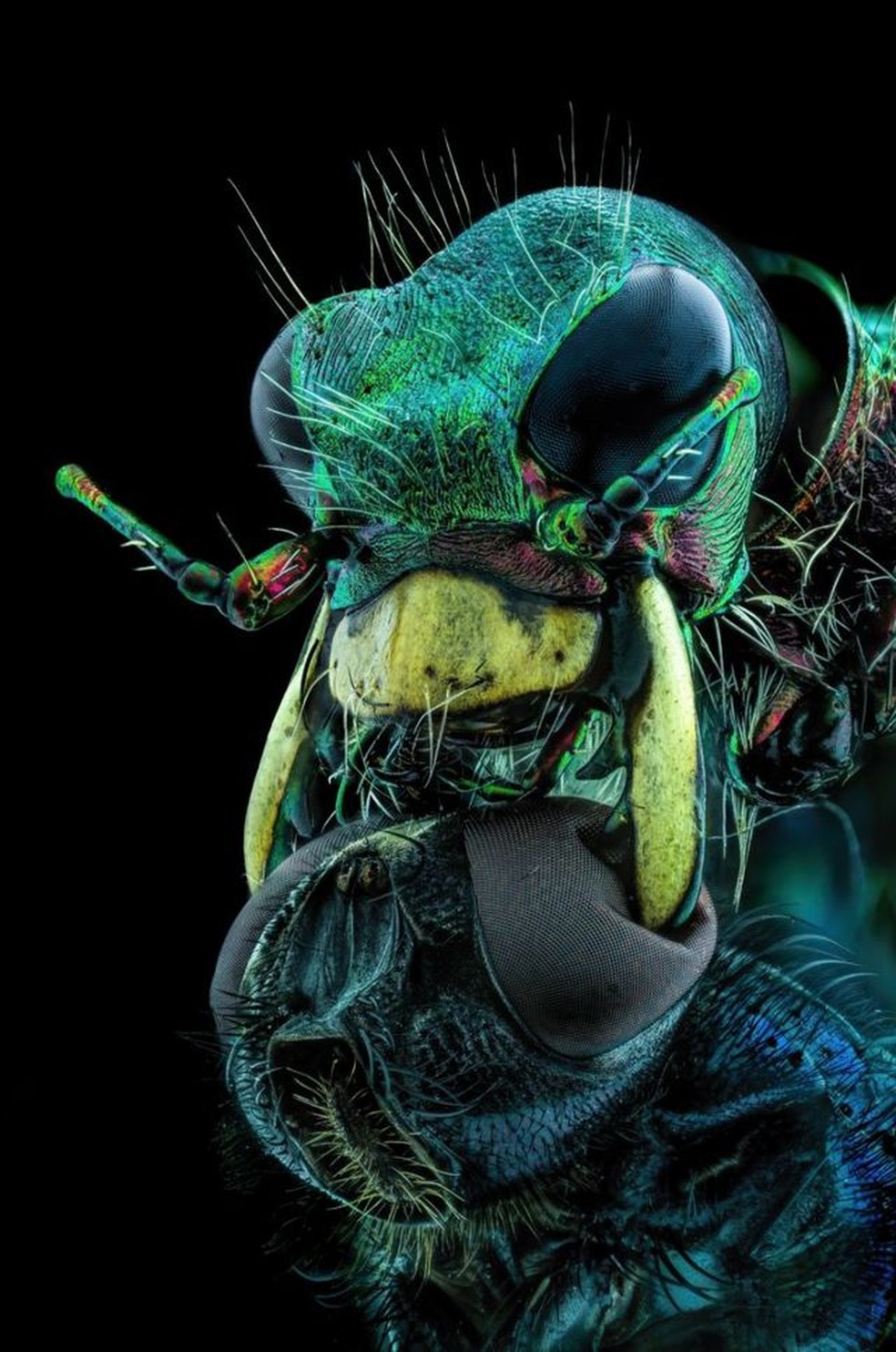 O retrato desta mosca enfrentando um besouro-tigre ficou em 10º lugar na categoria 'top 20' do Concurso de Fotografia Microscópica de Nikon.  — Foto: Murat Öztürk/ Nikon Small World