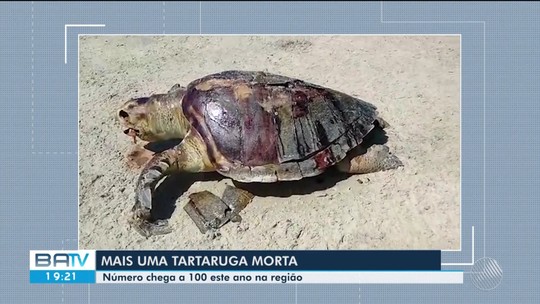 Tartaruga é achada morta em praia do sul da Bahia e número de casos chega a 100 na região, segundo ONG