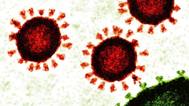 Coronavírus (em vermelho) se liga às células humanas (verde) por meio da proteína S (spike ou espícula) (Foto: Getty Images via BBC News Brasil)