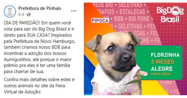Big Dog Brasil Inspirada No Bbb Prefeitura De Pinhais Coloca Caes No Paredao Para Ganharem Novo Lar Parana G1