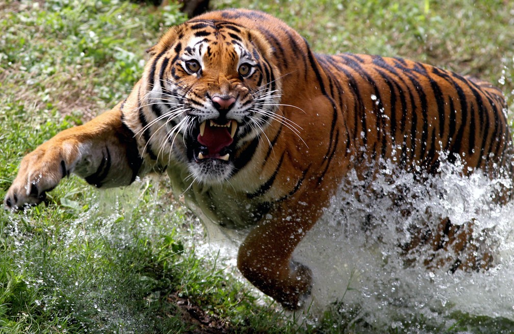 5 de outubro - Uma tigresa de Bengala é vista correndo no Zoológico de Guadalajara, no estado de Jalisco, México — Foto: Ulises Ruiz/AFP