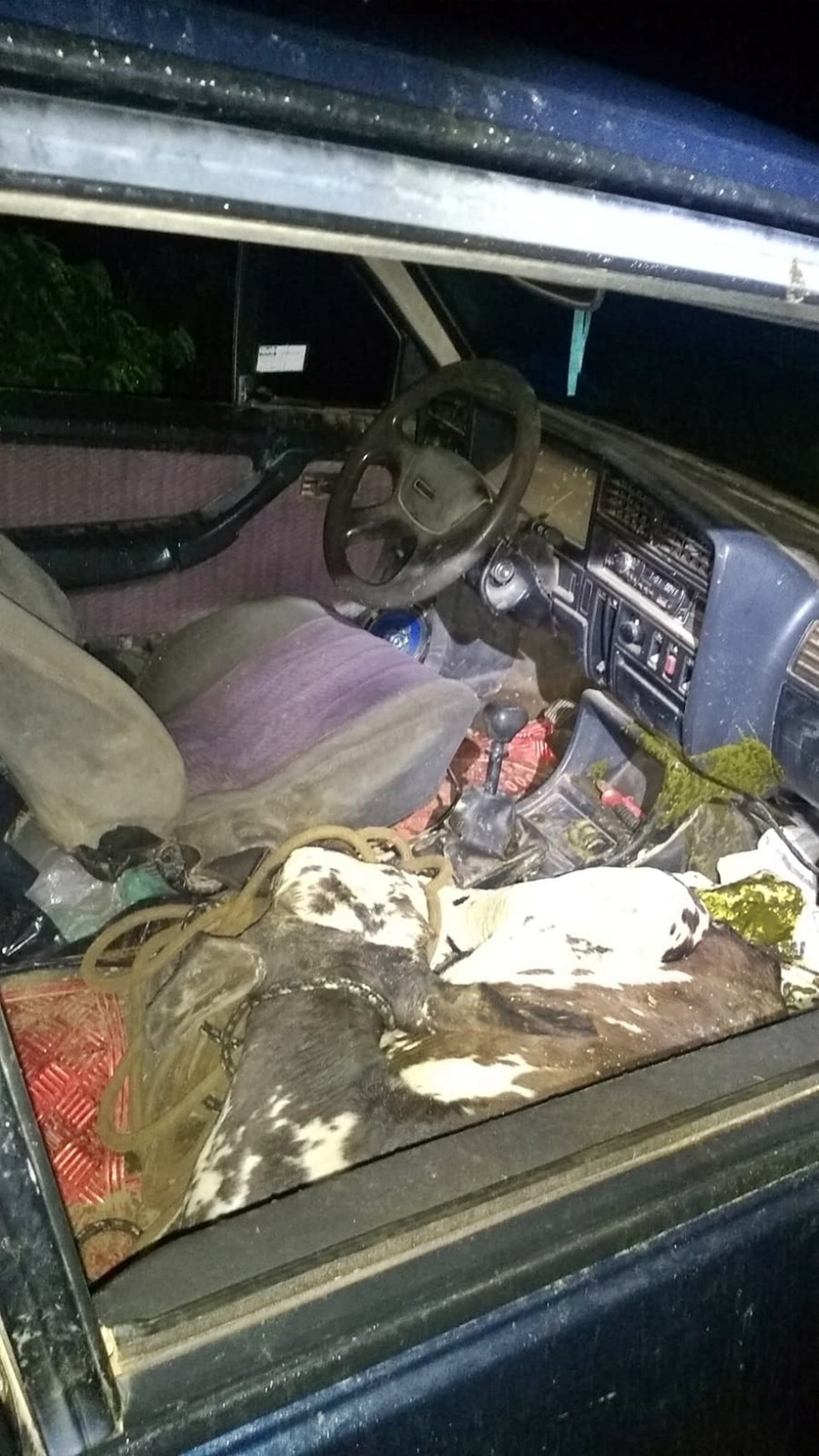 Bezerro e novilha são encontrados amarrados dentro de carro após furto na zona rural de Campestre — Foto: Polícia Militar