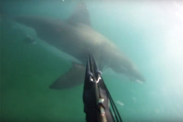 Tubarão ataca mergulhador na Califórnia (Foto: Reprodução/Youtube)