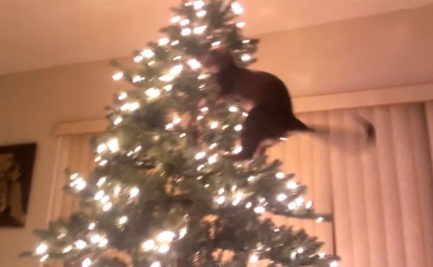 Gato subiu no topo e acabou derrubando árvore de Natal (Foto: Reprodução/Live Leak/MickeyBoy)