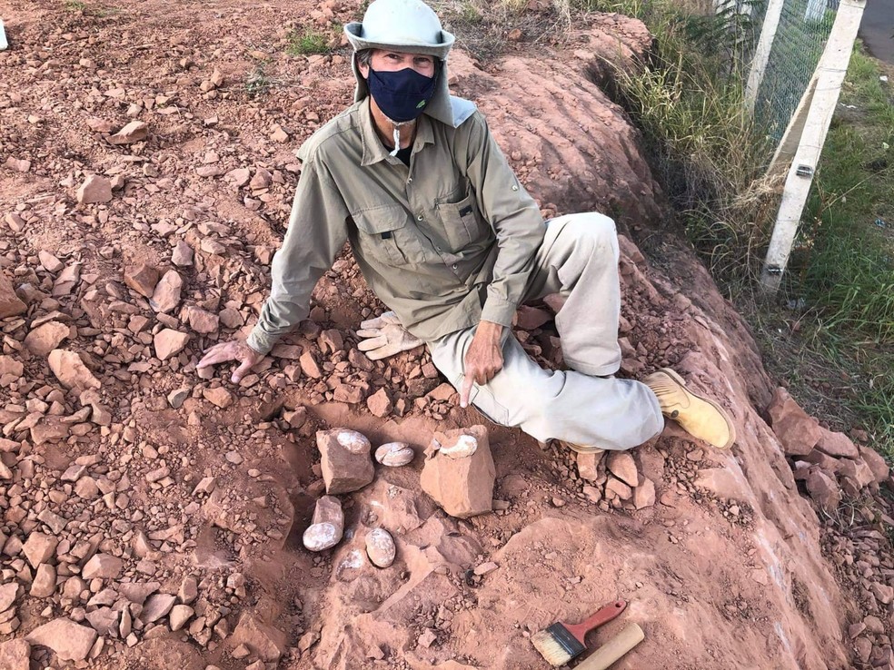 Ovos fossilizados de dinossauro terópode foram encontrados em Presidente Prudente (SP) e estão sob estudos de pesquisadores — Foto: William Nava/Arquivo pessoal