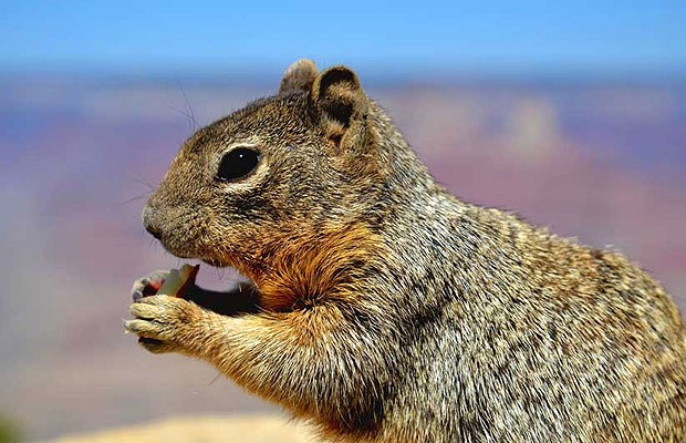 Squirrel Feast, de Rebecca Condruti, tem um esquilo fofo (Foto: Divulgação)