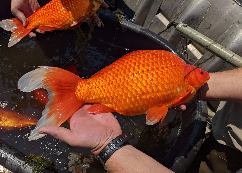 Peixe-dourado gigante é encontrado em lago dos EUA. Foto sem data — Foto: Reprodução/Twitter/BurnsvilleMN