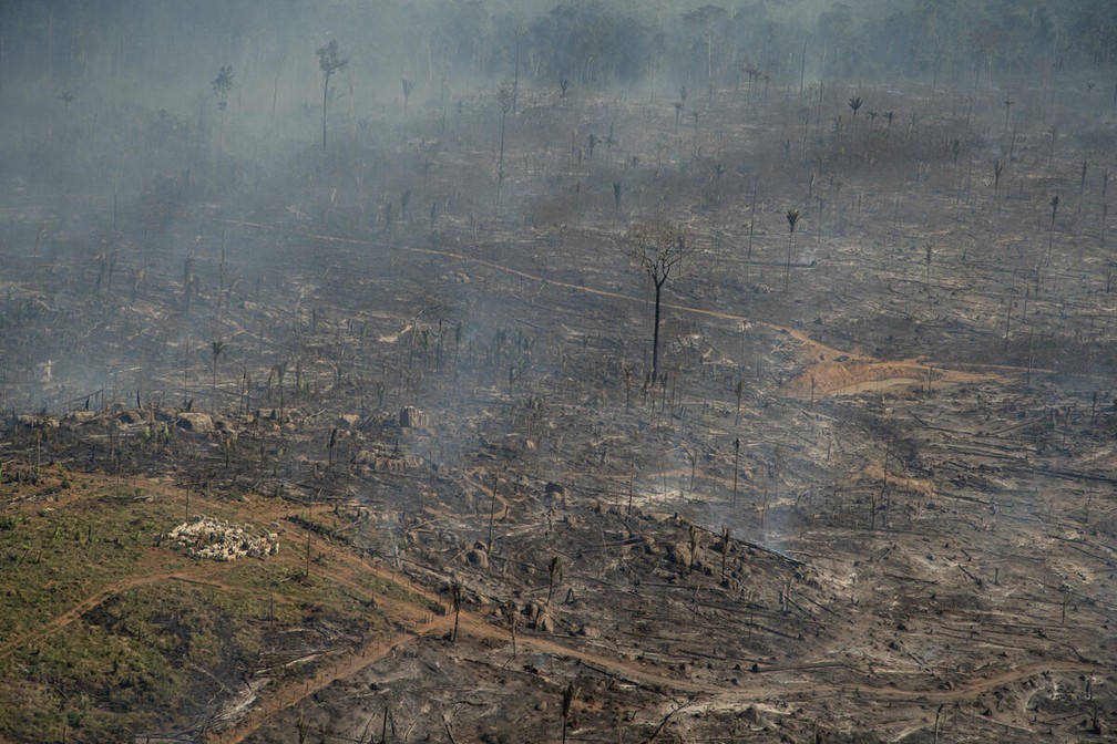 Imagem de 29 de julho mostra que área desmatada e queimada já recebe gado em Porto Velho, Rondônia. — Foto: Christian Braga/Greenpeace