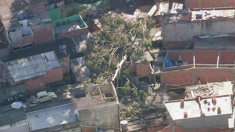 Árvore cai sobre casas e danifica telhados no Jardim Tremembé, na Zona Norte de SP — Foto: Reprodução TV Globo