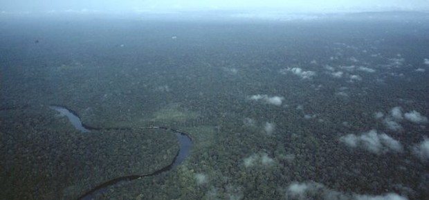 O plantio massivo de árvores é uma das alternativas para conter o aquecimento global, segundo estudo publicado na revista Science (Foto: DOUGLAS DALY/ Via BBC News Brasil)