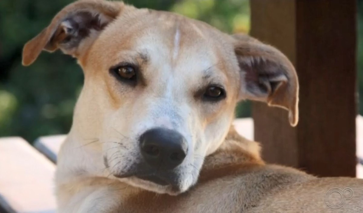 Vira-lata é o favorito dos tutores do Brasil;  veja o score de raças mais populares no país |  Animais de estimação