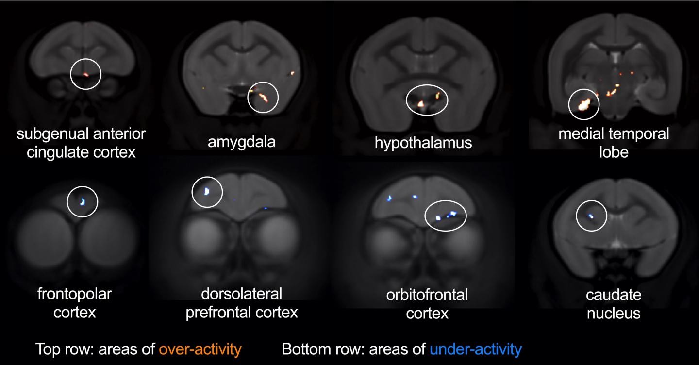 Imagens mostra as regiões do cérebro afetadas com a ativação em saguis  (Foto: Laith Alexander)