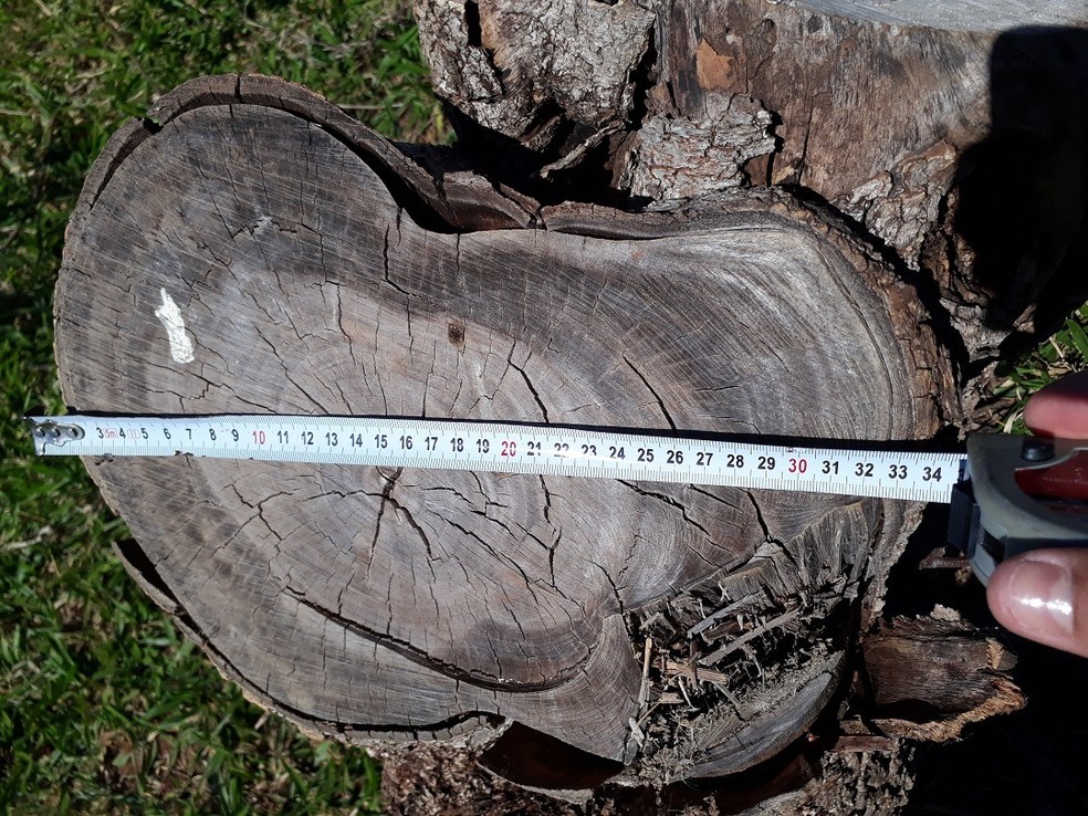 Policiais flagraram derrubada de árvores em Junqueirópolis — Foto: Polícia Militar Ambiental