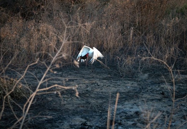 Tuiuiú foge da área queimada no quilômetro 100 da Transpantaneira (Foto: AHMAD JARRAH via BBC)