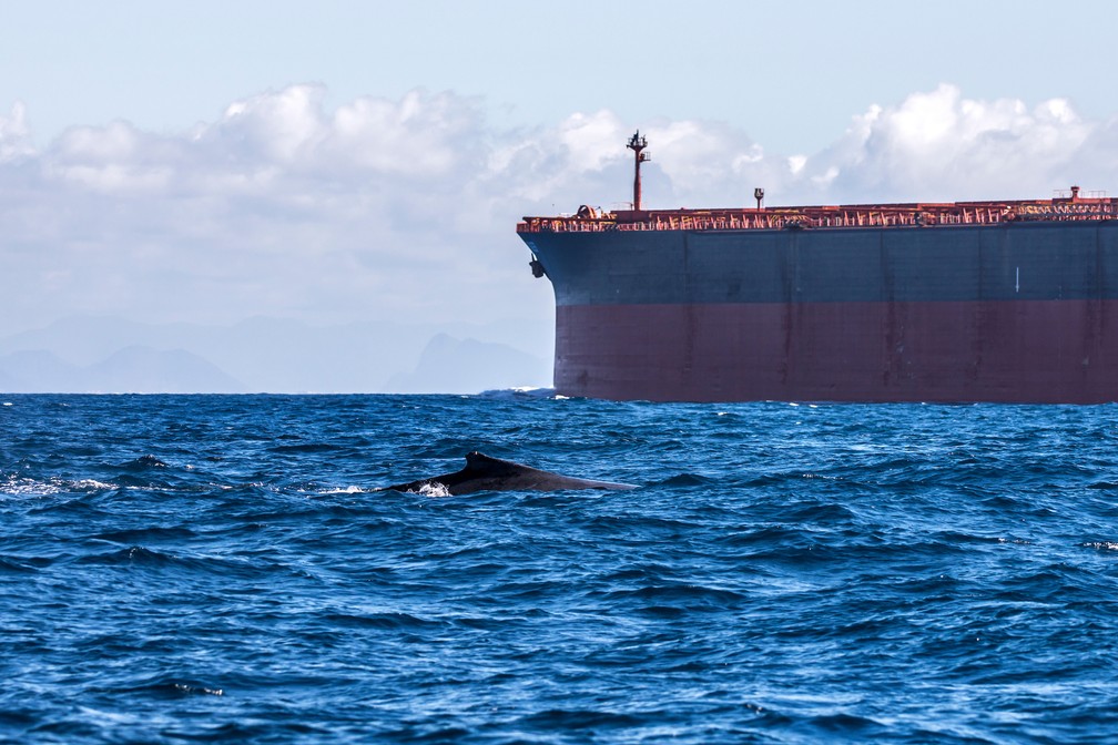 Baleia jubarte no litoral capixaba (Foto: Leonardo Merçon/Últimos Refúgios)