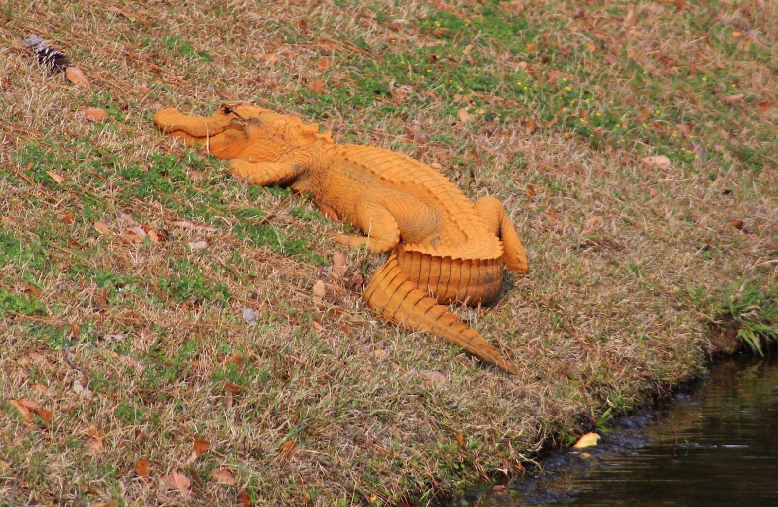 Jacaré laranja chamou atenção nas margens de um lago em Hanahan (Foto: Stephen Tatum via AP)