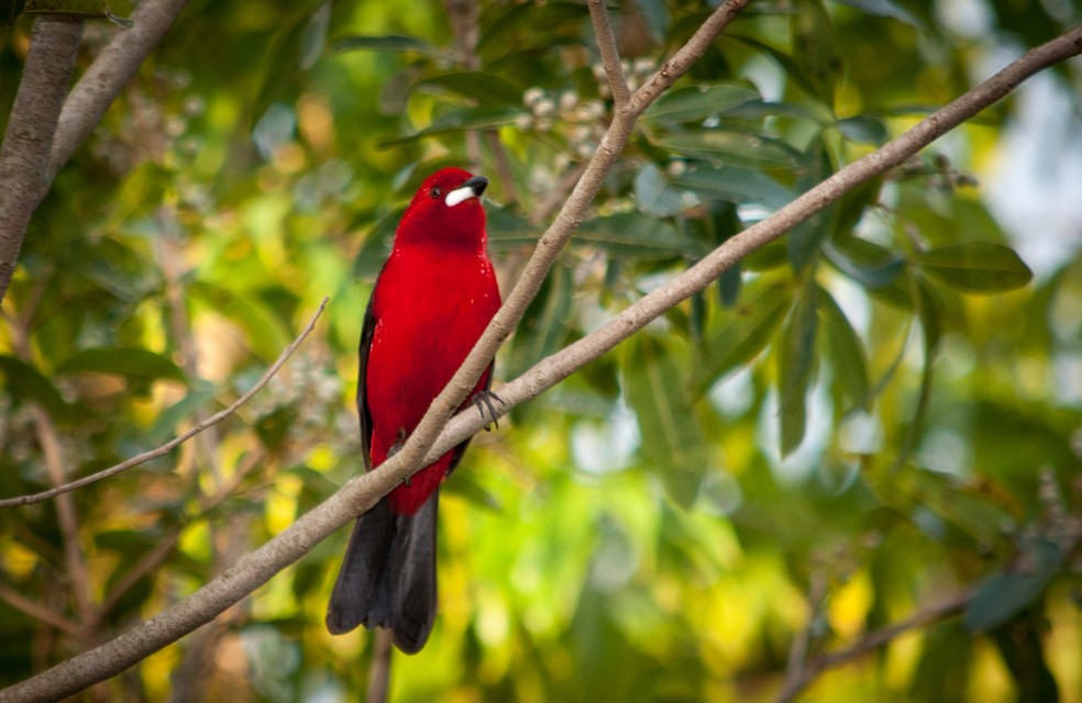 O tiê-sangue é a ave-simbolo da Mata Atlântica. (Foto: Vlamir Bastos/VC no TG)