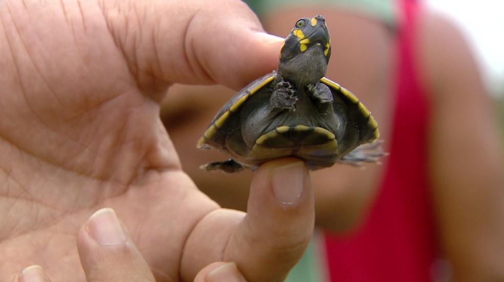 Os quelônios são uma espécie de tartaruga amazônica conhecida como tracajá. — Foto: Michel Castro/Rede Amazônica