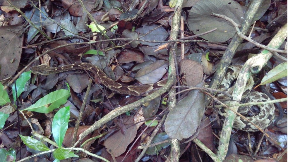 Ataques de predadores foram mais que o dobro no Parque do Estado que na Cantareira â€” Foto: Lucas Henrique Carvalho Siqueira/DivulgaÃ§Ã£o/BBC