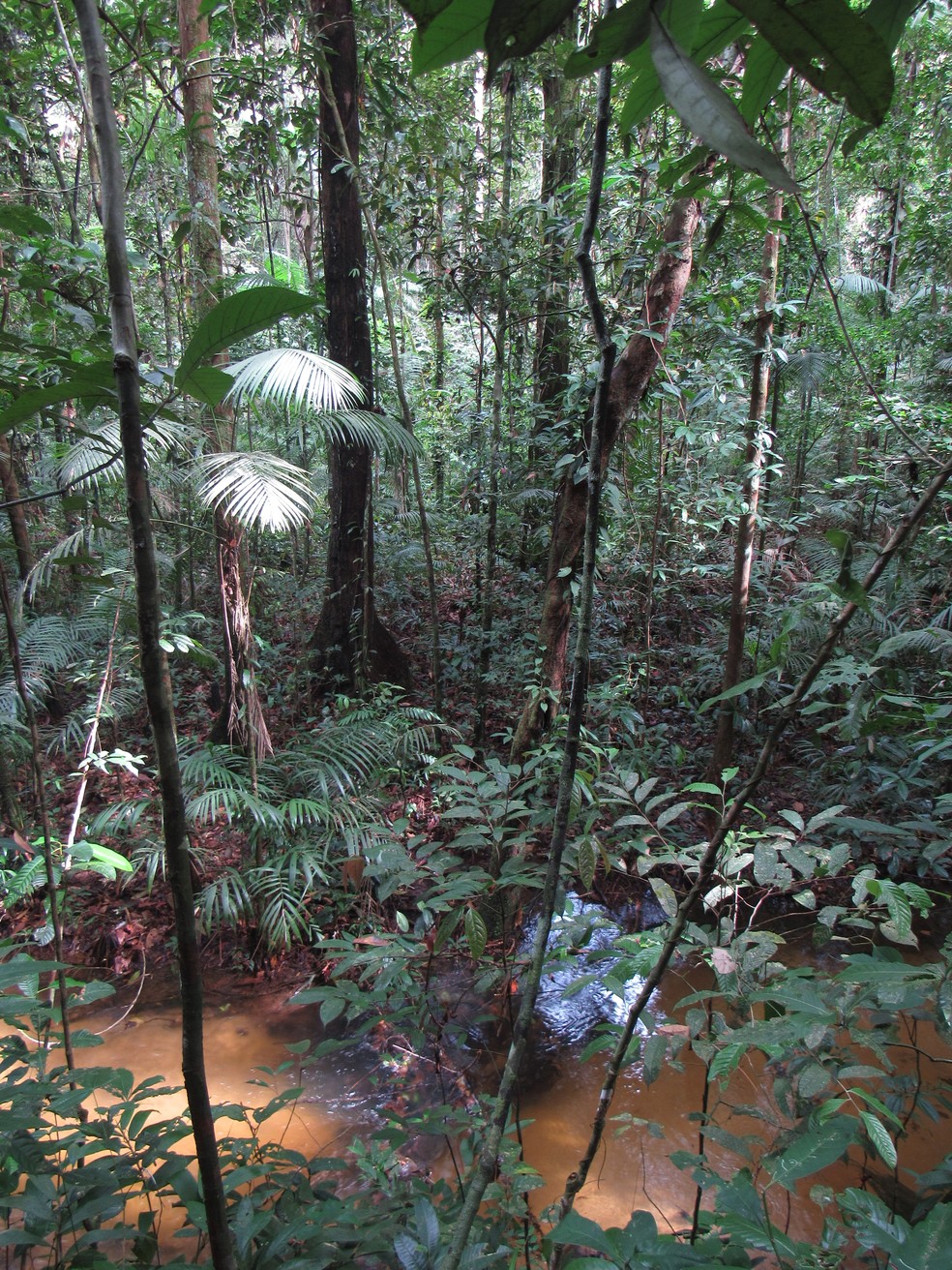 Floresta na área de ocorrência de sagui descoberto é uma das mais desmatadas — Foto: Rodrigo Araújo/ Arquivo Pessoal