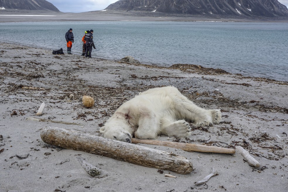 Urso polar é abatido após atacar e ferir membro do navio MS Bremen (Foto: Gustav Busch ARNTSEN / NTB Scanpix / AFP)