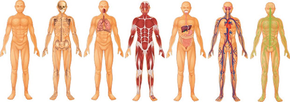 Cada órgão do corpo é afetado pelo exercício físicos, dos músculos e ossos ao sistema cardiorrespiratório, do cérebro ao sistema gastrointestinal — Foto: Divulgação
