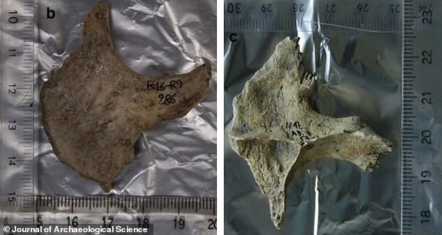 Alguns dos fragmentos utilizados no estudo (Foto: Journal of Archaeological Science/ Reprodução)