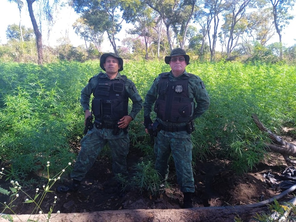 Policiais militares encontraram plantio de Cannabis Sativa após denúncia anônima — Foto: Divulgação/PM Ambiental
