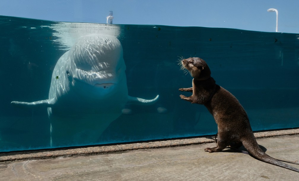 Lontra-asiática-de-garras-pequenas obeserva uma baleia beluga em um aquário no Hakkeijima Sea Paradise, que está fechado em meio à pandemia de coronavírus (COVID-19), em Yokohama, no Japão — Foto: Kazuhiro Nogi/AFP
