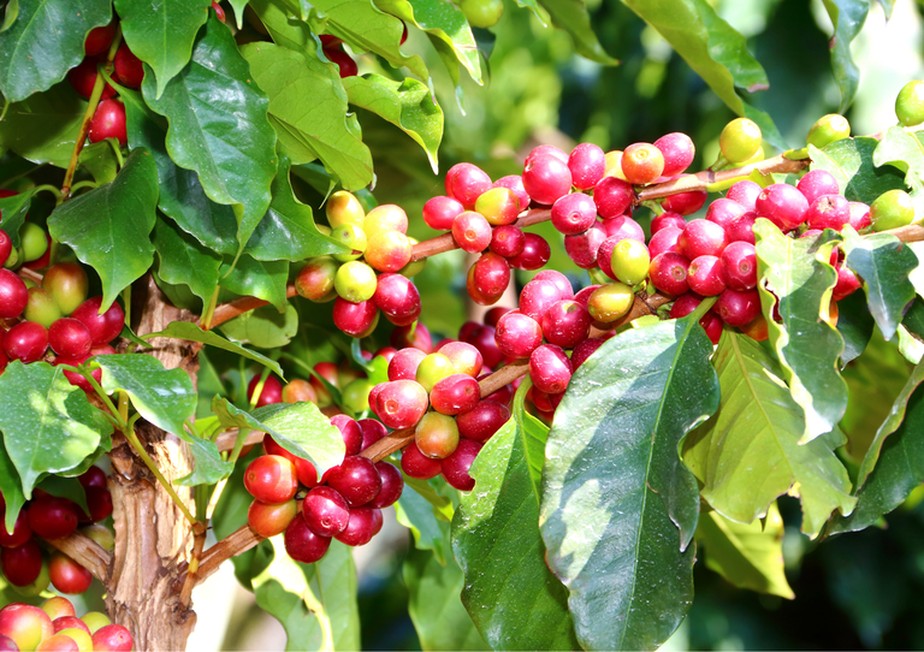 De acordo com a Safras & Mercado, vendas de café do Brasil está em ritmo mais lento