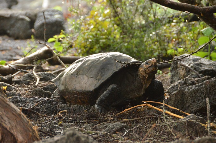 Fernanda, a tartaruga descendente de uma espécie dada como extinta (Foto:  Galápagos Conservancy)