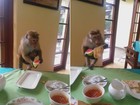 Com filhote abraçado, macaca ataca mesa na hora do almoço no Sri Lanka