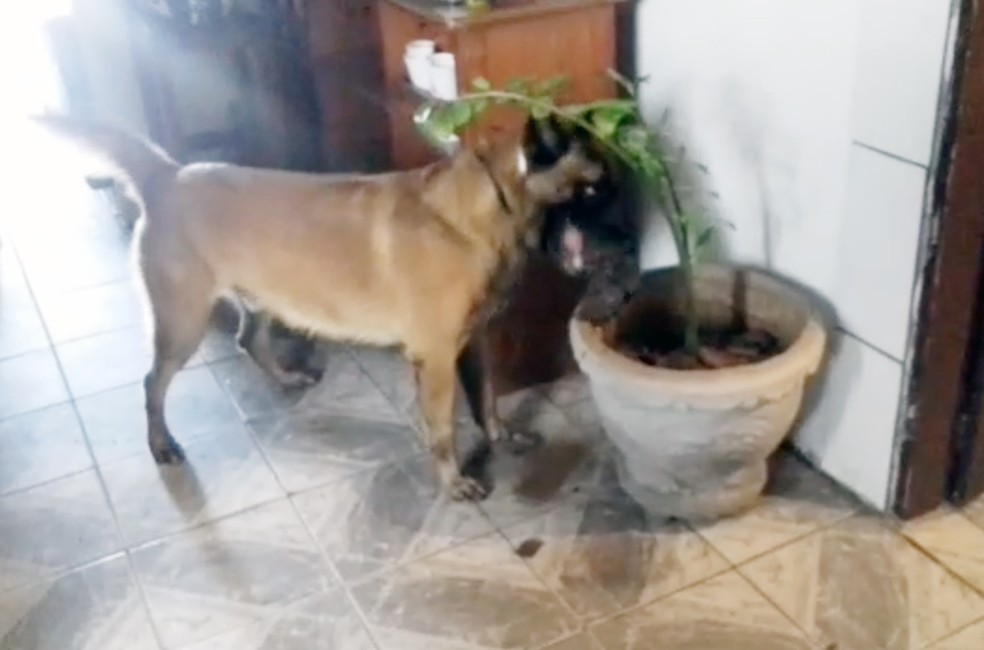 Cão farejador localizou porções de maconha dentro de um vaso de planta (Foto: Polícia Militar/Cedida)