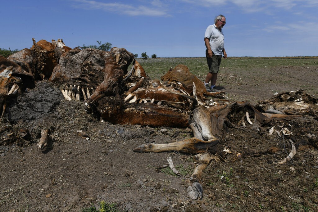 Só os ossos: seca mata milhares de vacas na Argentina, que ficam à deriva nos pastos