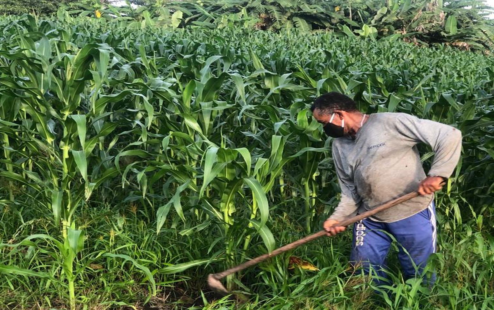 Dia de São José em SE: agricultores acreditam que colheita do milho será próspera este ano 