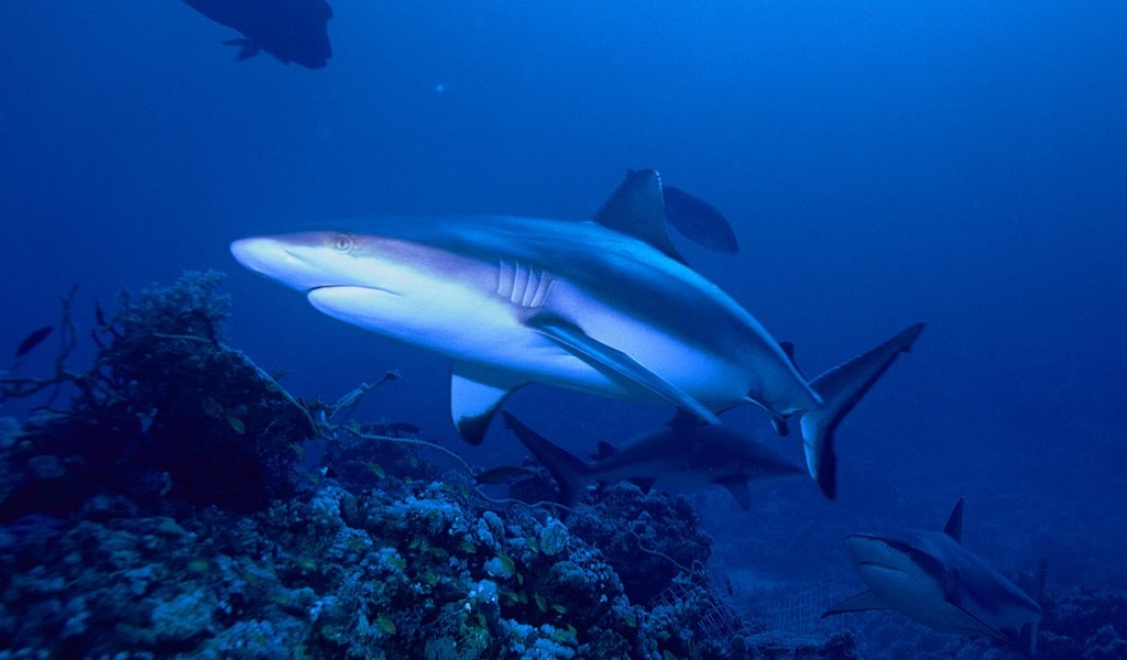 Tubarão-cinzento-dos-recifes (Foto: Albert kok - CC BY-SA 3.0)