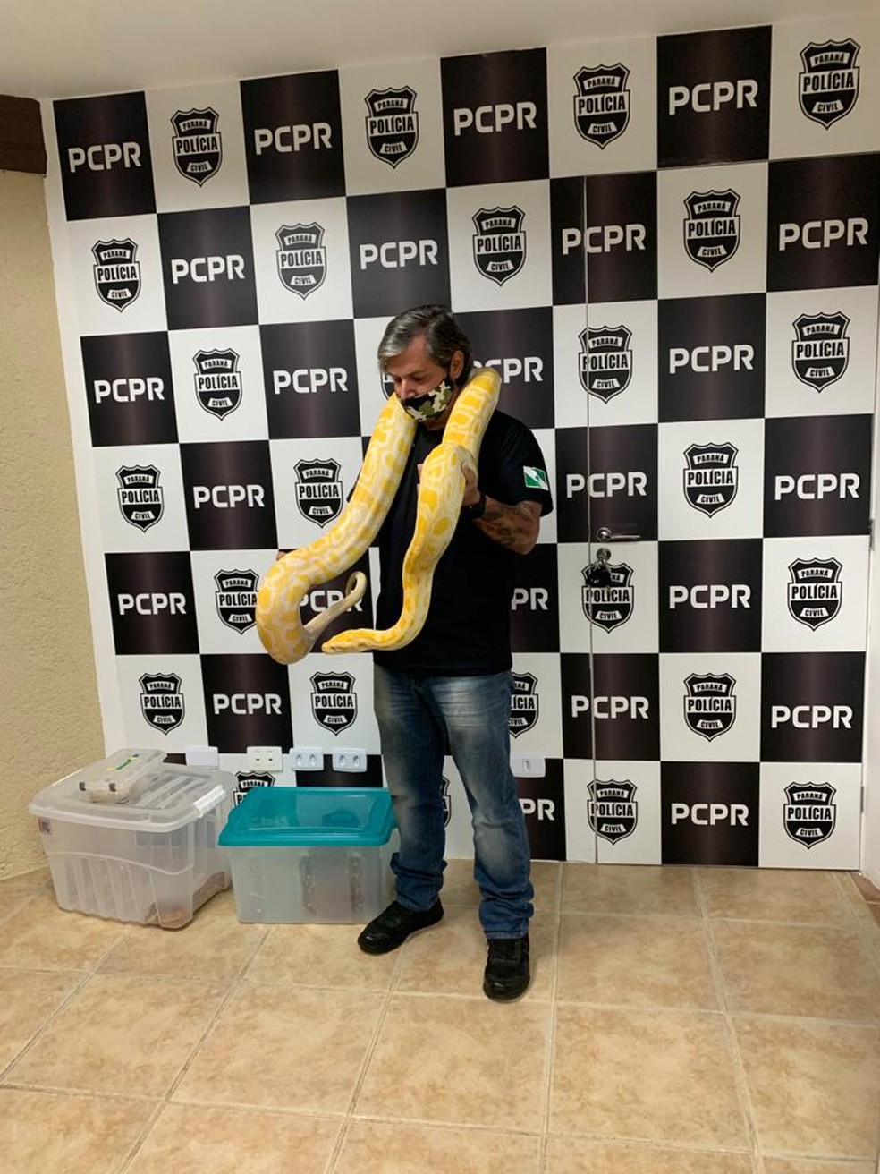 Policial Civil especializado no manejo de cobras da Delegacia de Proteção ao Meio Ambiente exibe cobra após apreensão  — Foto: Divulgação/Polícia Civil 