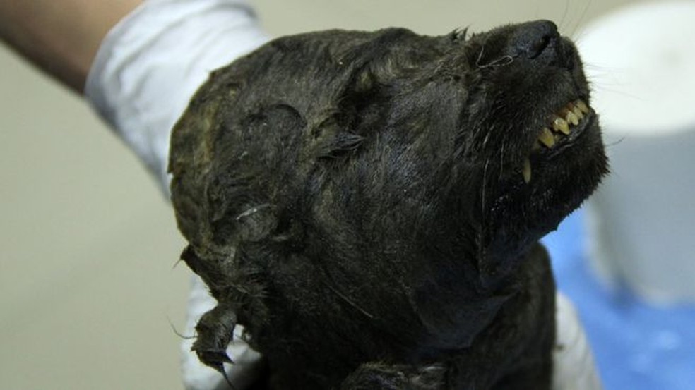 O Cachorro Lobo De 18 Mil Anos Que Intriga Os Cientistas Ciencia E Saude G1 Dos mais comuns aos mais excêntricos, passando por homenagens a jogadores de futebol ou artistas de hollywood, os nomes para cachorros abrem grandes margens para a criatividade dos donos e são de grande importância durante o crescimento do cachorro, sejam cães pequenos ou cães grandes. o cachorro lobo de 18 mil anos que