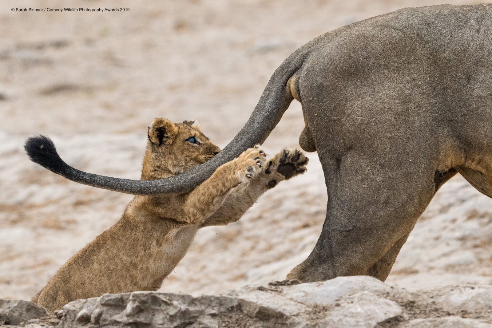“Estudar outras espécies de animais nos ajuda a compreender os adolescentes” (Foto: Reprodução Comedy Wildlife Photography Awards 2019)