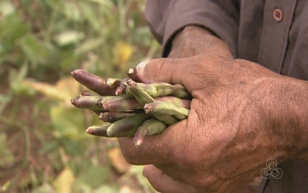 Produtores rurais fazem a colheita do feijão-caupi — Foto: Reprodução/Rede Amazônica