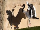 Cegonha parece brigar contra a própria sombra em zoo alemão