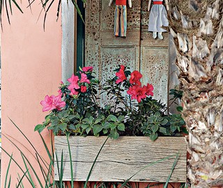(Foto: Evelyn Müller e Tatiana Villa/Casa e Jardim) As miniazaleias foram plantadas direto nas jardineiras de madeira de demolição (Foto: Evelyn Müller e Tatiana Villa/Casa e Jardim)