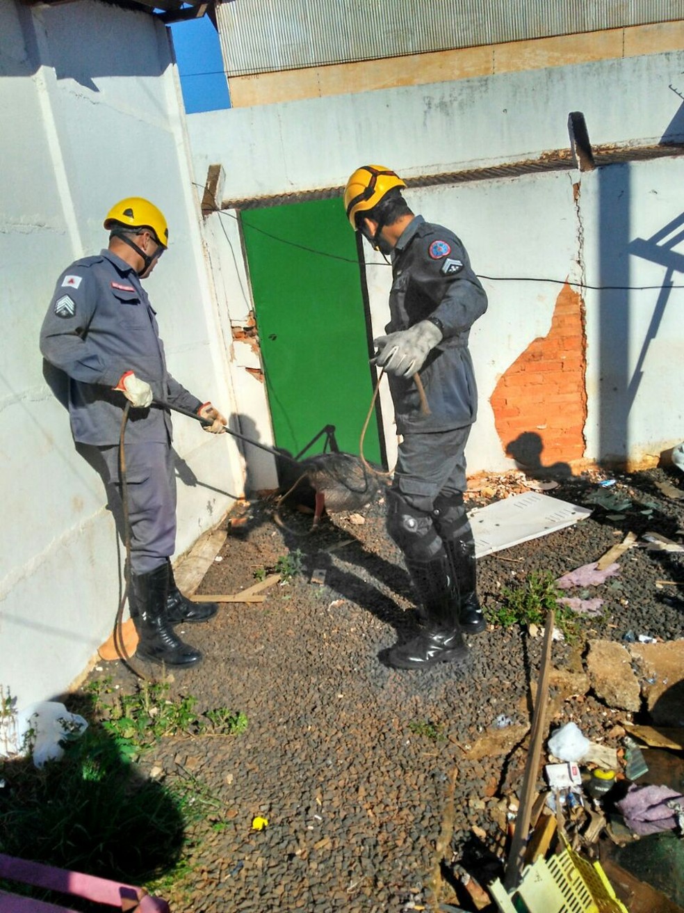 Bombeiros capturaram tamanduá na manhã desta segunda-feira (13) em Araguari (Foto: Corpo de Bombeiros/Divulgação)