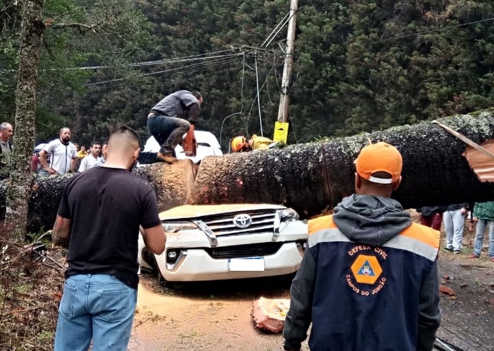 Árvore tomba em cima de carro e mata uma pessoa em Campos do Jordão — Foto: Defesa Civil/Divulgação