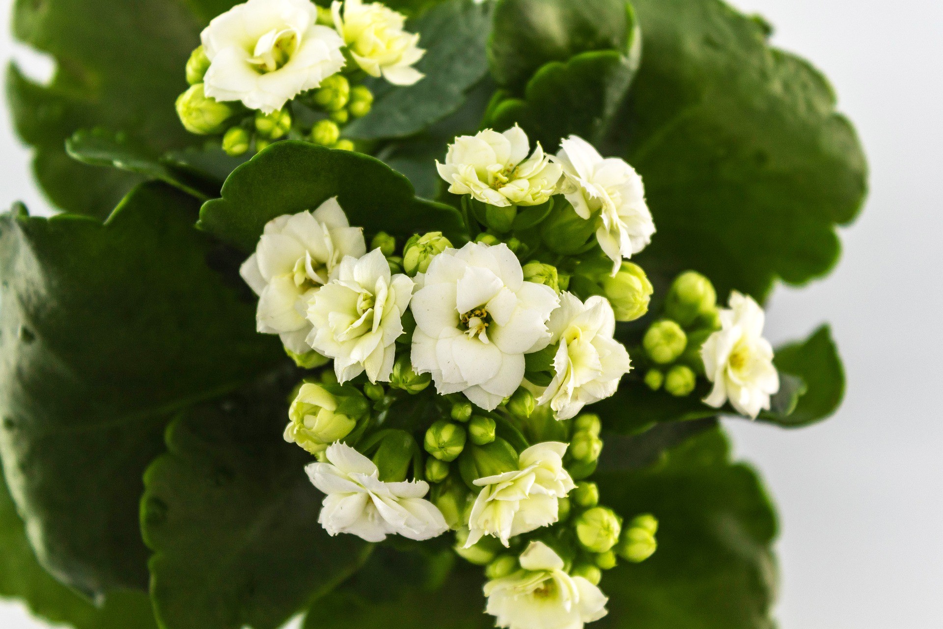 Além das flores, a Kalanchoe chama atenção pelo brilho e textura das folhagens (Foto: Pixabay / Creative Commons)