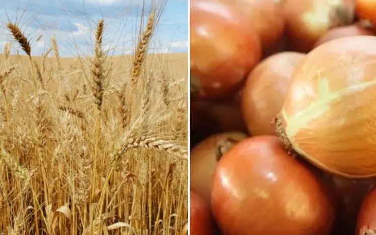 Safra de trigo deve crescer 25% em SC neste inverno, aponta Epagri